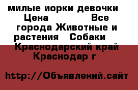 милые иорки девочки › Цена ­ 15 000 - Все города Животные и растения » Собаки   . Краснодарский край,Краснодар г.